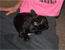 bellissimi cuccioli di bouledogue francese