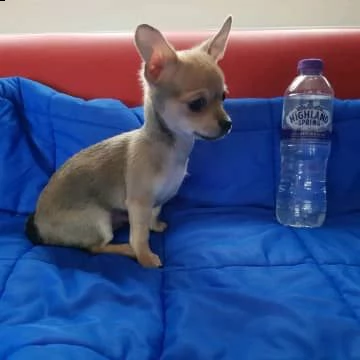 chihuahua