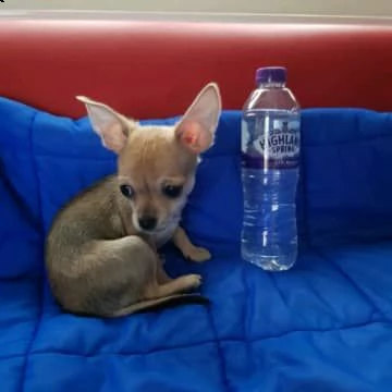 cuccioli di chihuahua