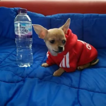 due cuccioli di chihuahua