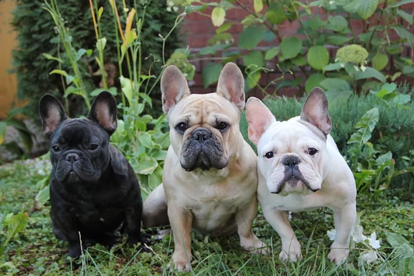 cuccioli di bouledogue francese
