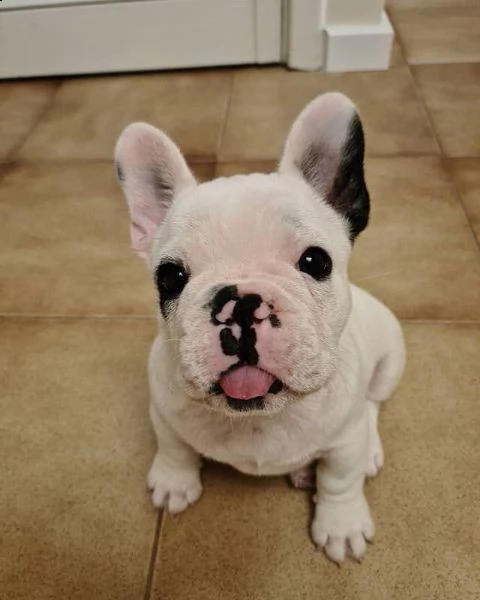 cucciolo di bulldog francese in vendita | Foto 0