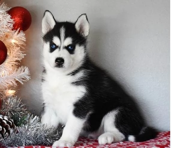 cucciolo di siberian husky | Foto 1