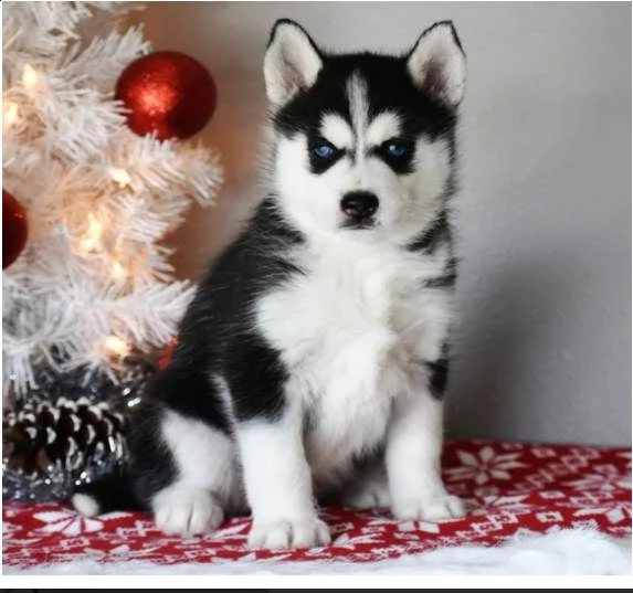 cucciolo di siberian husky | Foto 0