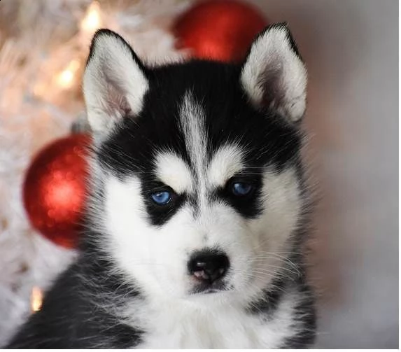 cucciolo di siberian husky