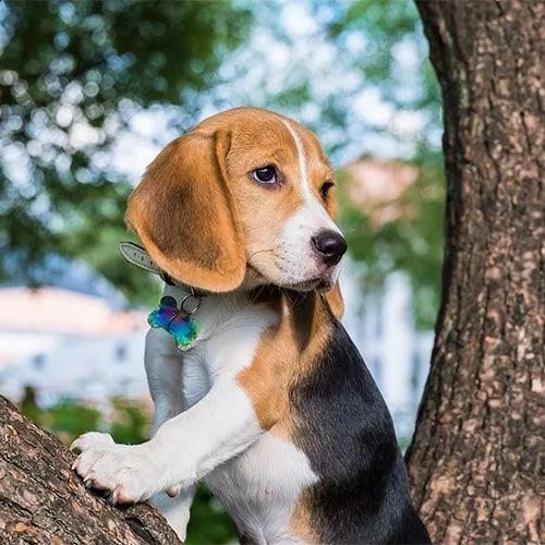 vendita cucciolo vendo cuccioli di beagle