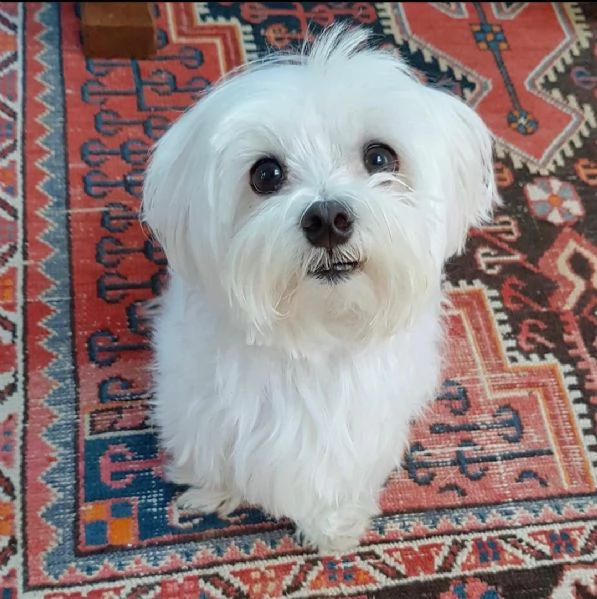 interessante e agile cucciolo maltese 