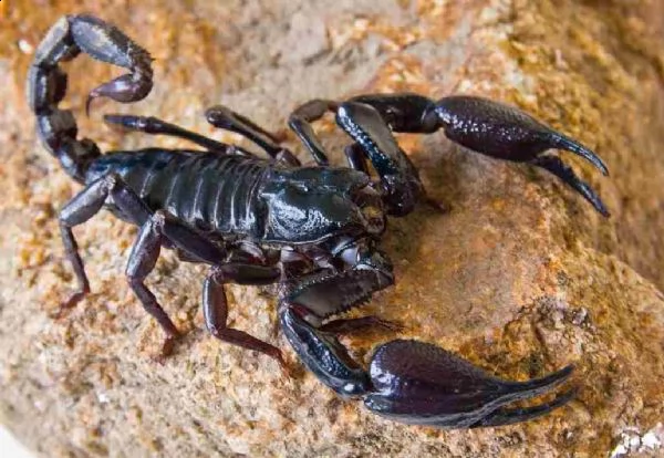 scorpioni piccoli e media grandezza 