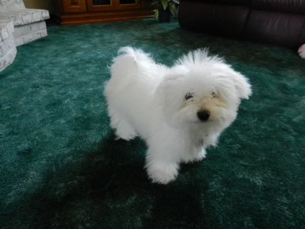 cucciolata di mini toy bolognese