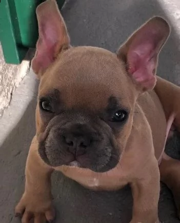 bulldog francese cucciolo maschio 14 settimane