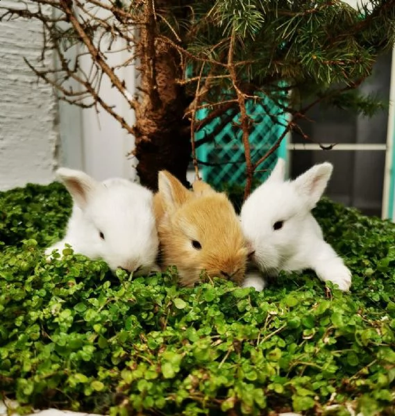 conigli nani nani