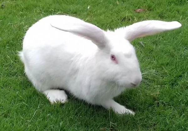 coppia conigli pezzati  | Foto 0