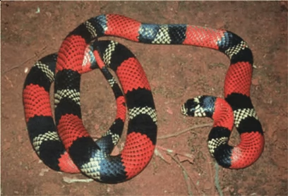 serpente falso corallo con rettilario e mobile 