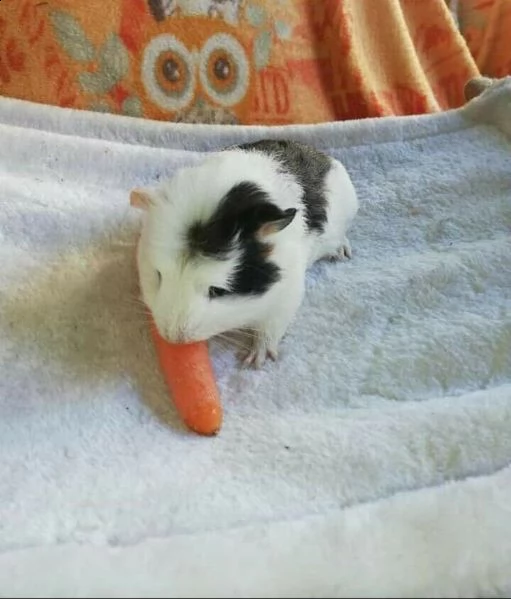 cuccioli cavie peruviane