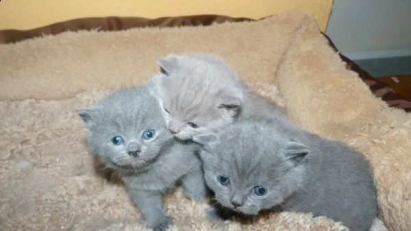 cuccioli di british shorthair