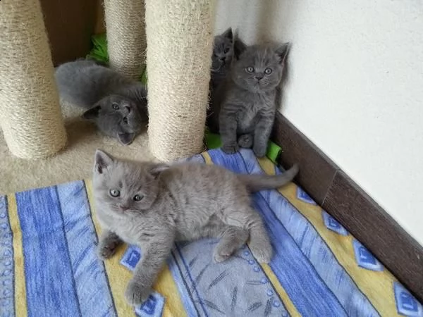 5 cuccioli di british shorthair | Foto 0