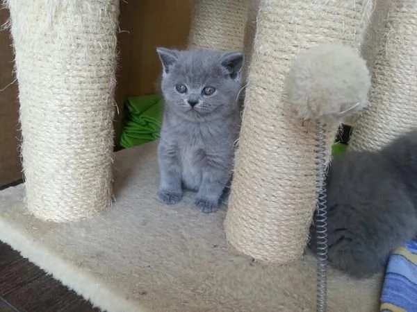 6 cuccioli di british shorthair | Foto 1