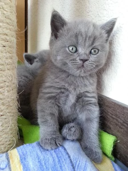 6 cuccioli di british shorthair | Foto 0