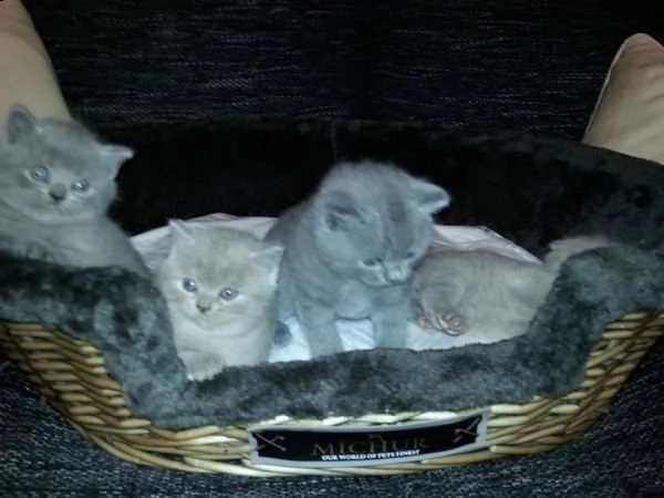 bellissimi cuccioli british shorthair blu