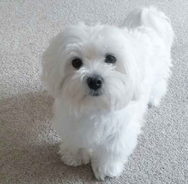 maltese cucciolo i