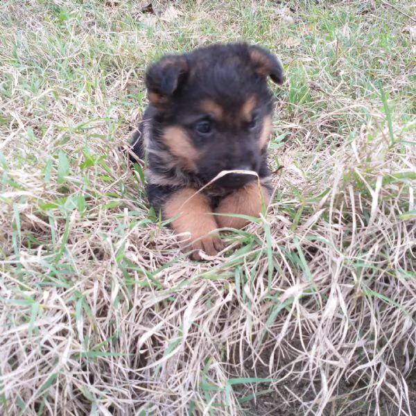 cuccioli cuccioli pastore terra-cotta