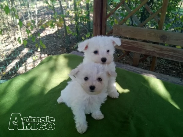 cuccioli di bologne se per natale