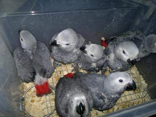 pappagalli e uova di pappagallo fertili in vendita.