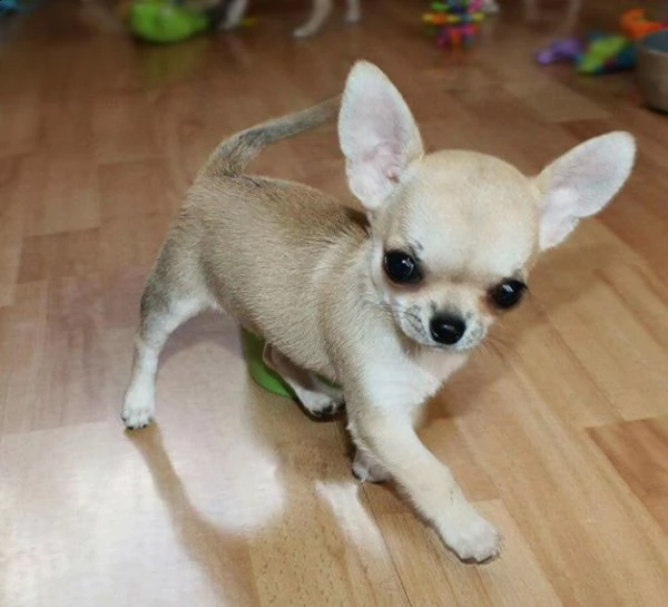 cuccioli di chihuahua