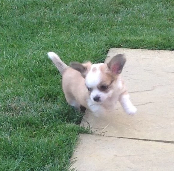 cuccioli di chihuahua | Foto 1