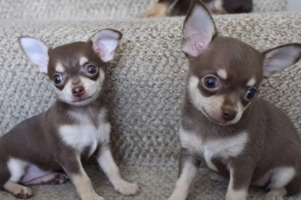 cuccioli di chihuahua | Foto 0
