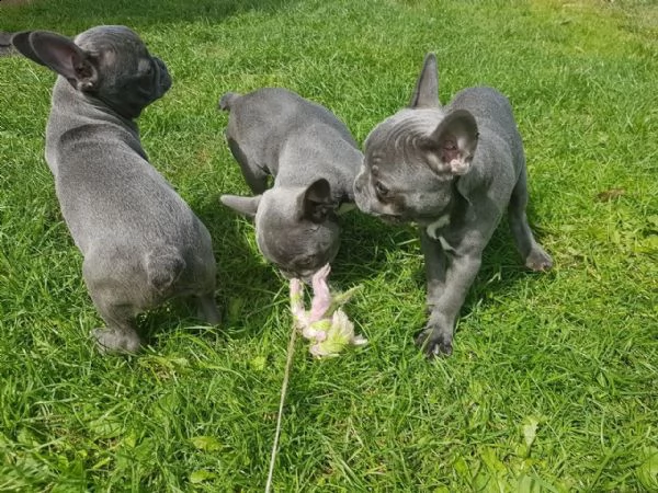 cuccioli di bulldog francese
