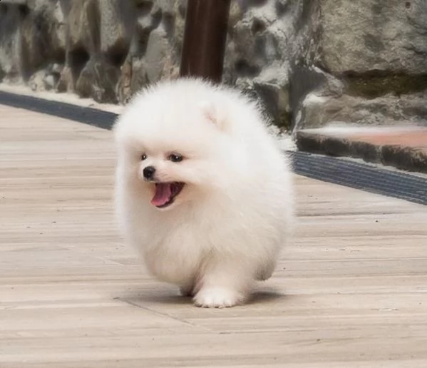  in regalo volpino di pomerania