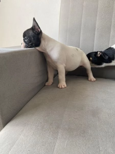 cuccioli di bulldog francese | Foto 0