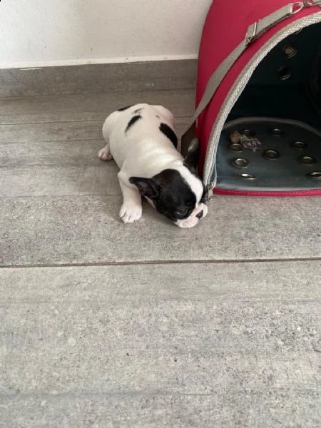 cuccioli bulldog francese per l'adozione