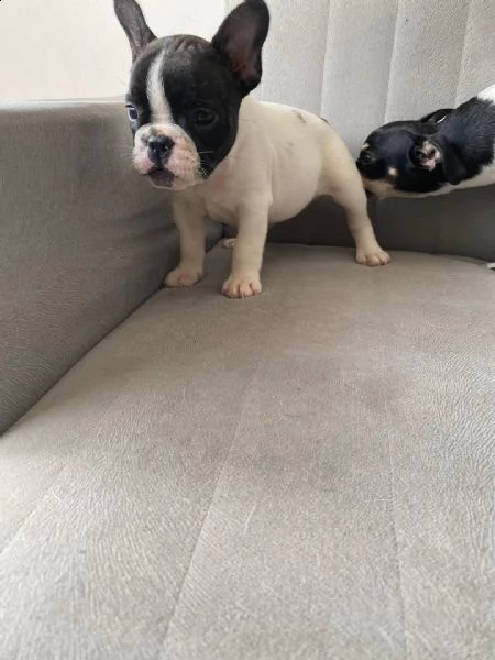 cuccioli bulldog francese per l'adozione | Foto 1