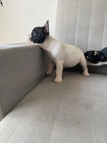 cuccioli bulldog francese per l'adozione | Foto 0