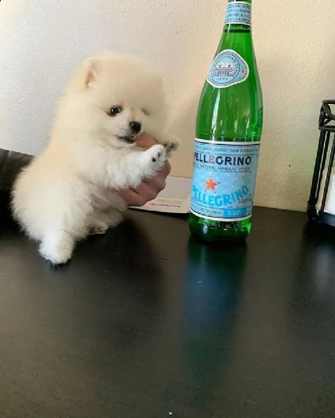 mini cuccioli di pomerania di natale 