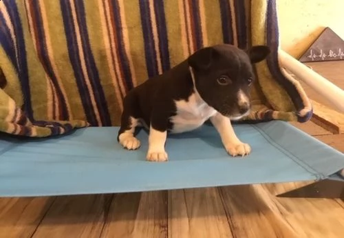 basenji maschio e femmina