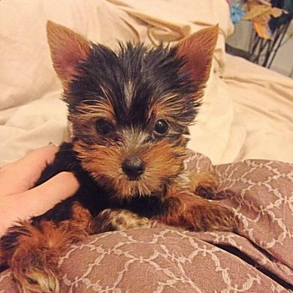 cuccioli di yorkshire toy