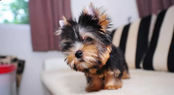 sono disponibili adorabili cuccioli di yorkshire