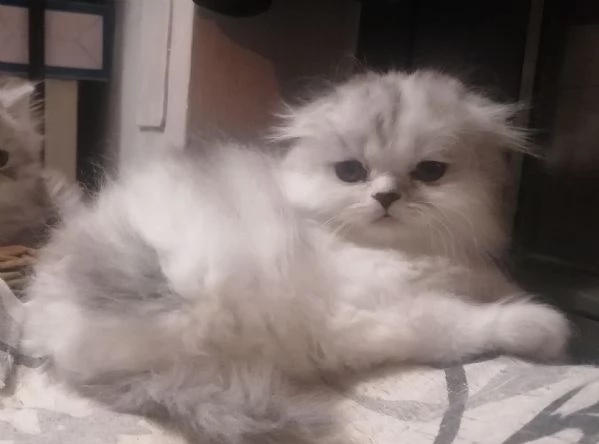 Cucciolo scottish longhair 