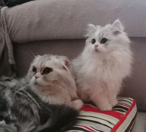 Cucciolo scottish longhair  | Foto 1