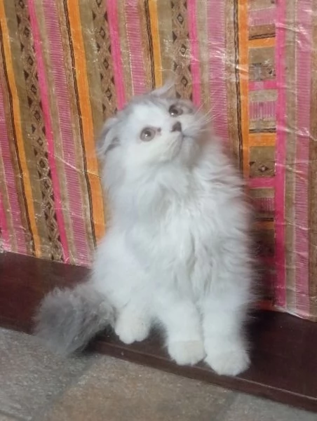 Cucciolo scottish longhair  | Foto 0