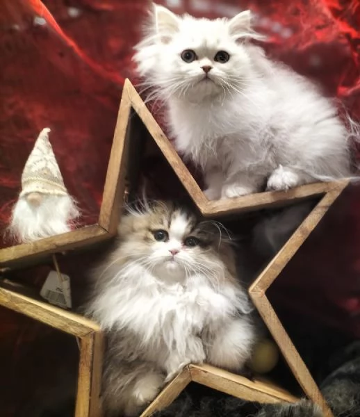 Cuccioli di scottish longhair  | Foto 3