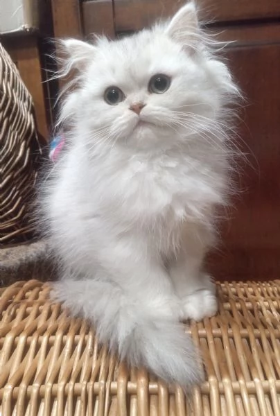 Cuccioli di scottish longhair  | Foto 1