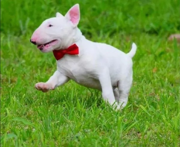   cuccioli di bull terrier femminucce e maschietti disponibili per l'adozione gratuita