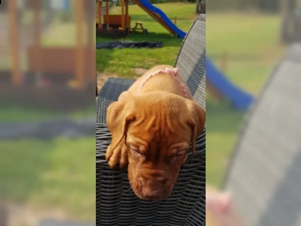 cucciolo di bullmastiff maschio e femmina