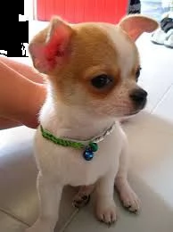 chihuahua cuccioli