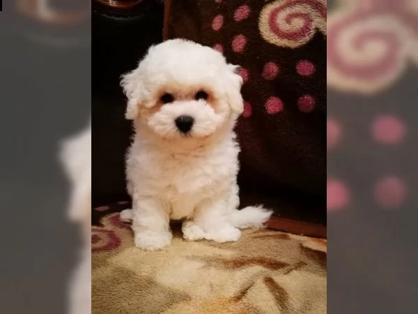 cucciola di bichon bianco e nero femmina