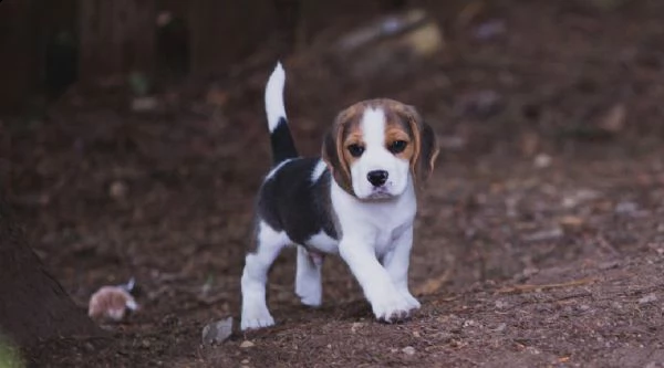   regalo beagle 